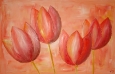 koperentulpen